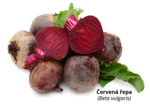 Červená řepa